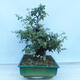 Venkovní bonsai - Hloh jednosemenný - Crataegus monogyna - 4/6