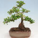 Venkovní bonsai-Pyracanta Teton -Hlohyně - 4/4