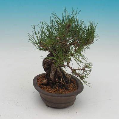 Pinus densi flora- Borovice - 4