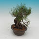 Pinus densi flora- Borovice - 4/4