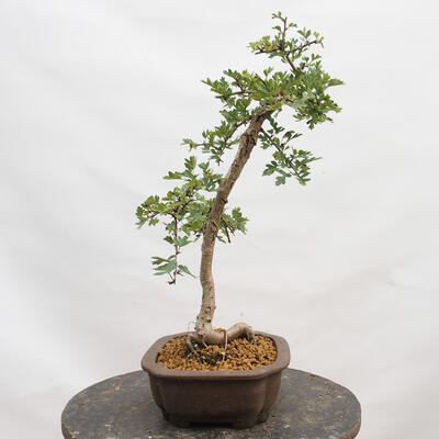 Venkovní bonsai - Hloh - Crataegus monogyna - 4