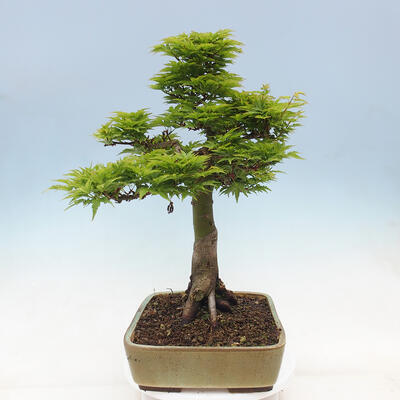 Venkovní bonsai -Javor dlanitolistý Acer palmatum Shishigashira - 4