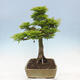 Venkovní bonsai -Javor dlanitolistý Acer palmatum Shishigashira - 4/7