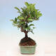 Venkovní bonsai - Malus sargentii -  Maloplodá jabloň - 4/6