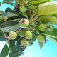 Venkovní bonsai -Malus halliana Maloplodá jabloň - 4/4