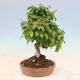 Venkovní bonsai -Carpinus Coreana - Habr korejský - 4/4