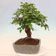 Venkovní bonsai -Carpinus Coreana - Habr korejský - 4/5