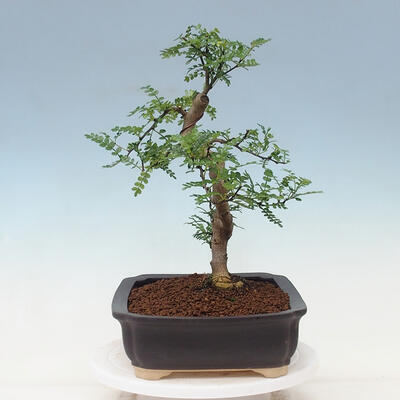 Pokojová bonsai - Zantoxylum piperitum - pepřovník - 4