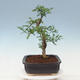Pokojová bonsai - Zantoxylum piperitum - pepřovník - 4/7