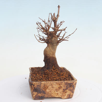 Venkovní bonsai - Javor Buergerianum - Javor Burgerův - 4