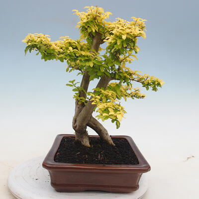Pokojová bonsai -Ligustrum Aurea - Ptačí zob - 4