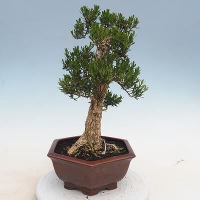 Pokojová bonsai - Buxus harlandii - korkový buxus - 4