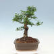 Pokojová bonsai -Ligustrum chinensis - Ptačí zob - 4/6
