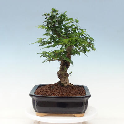 Pokojová bonsai -Ligustrum chinensis - Ptačí zob - 4
