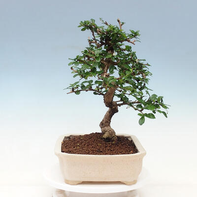 Pokojová bonsai - Carmona macrophylla - Čaj fuki - 4
