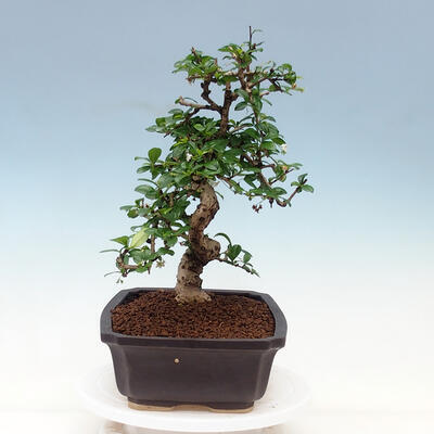 Pokojová bonsai - Carmona macrophylla - Čaj fuki - 4