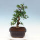 Pokojová bonsai - Carmona macrophylla - Čaj fuki - 4/7