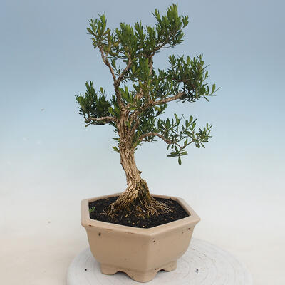 Pokojová bonsai - Buxus harlandii - korkový buxus - 4
