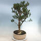 Pokojová bonsai - Buxus harlandii - korkový buxus - 4/6