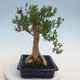 Pokojová bonsai - Buxus harlandii - korkový buxus - 4/6