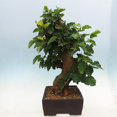 Venkovní bonsai -Morus alba - moruše - 4