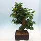 Venkovní bonsai -Morus alba - moruše - 4/6