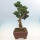 Venkovní bonsai - Juniperus chinensis Kishu-Jalovec čínský - 4/5