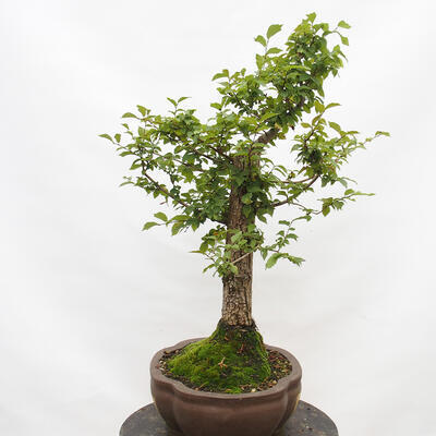 Venkovní bonsai-Ulmus Glabra-Jílm tuhý - 4