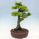 Venkovní bonsai -Javor dlanitolistý Acer palmatum Shishigashira - 4/7