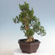 Pokojová bonsai - Buxus harlandii - korkový buxus - 4/5