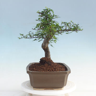 Pokojová bonsai - Ulmus parvifolia - Malolistý jilm - 4