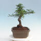 Pokojová bonsai - Ulmus parvifolia - Malolistý jilm - 4/6
