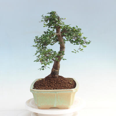 Pokojová bonsai - Ulmus parvifolia - Malolistý jilm - 4