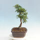 Pokojová bonsai - Ulmus parvifolia - Malolistý jilm - 4/6