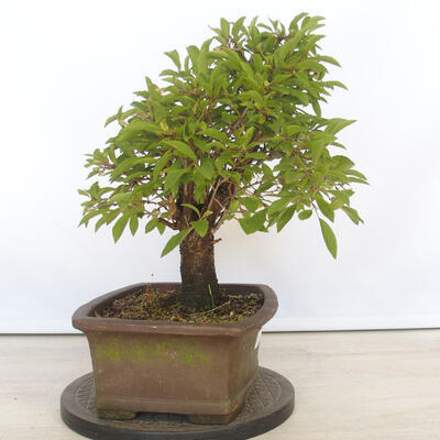 Venkovní bonsai - Mahalebka - Prunus mahaleb - 4
