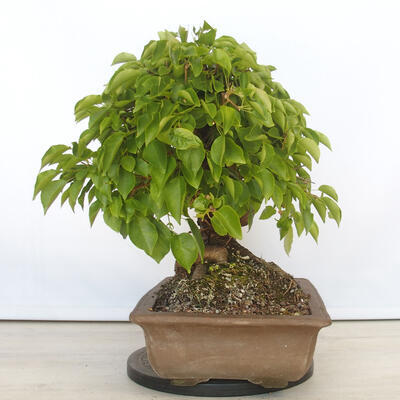 Vonkajšie bonsai - Mahalebka - Prunus mahalieb - 4
