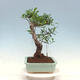 Pokojová bonsai - Ficus kimmen -  malolistý fíkus - 4/4