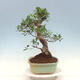Pokojová bonsai - Ficus kimmen -  malolistý fíkus - 4/4