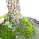 Venkovní bonsai-Ulmus Glabra-Jílm tuhý - 4/5