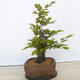 Venkovní bonsai - Habr obecný - Carpinus betulus - 4/5
