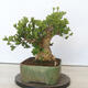 Venkovní bonsai - Jinan dvoulaločný - Ginkgo biloba - 4/5