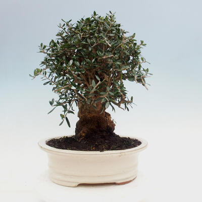 Pokojová bonsai - Olea europaea sylvestris -Oliva evropská drobnolistá - 4
