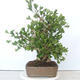 Venkovní bonsai - Jinan dvoulaločný - Ginkgo biloba - 4/4
