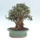 Pokojová bonsai - Olea europaea sylvestris -Oliva evropská drobnolistá - 4/7