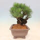 Venkovní bonsai - Pinus thunbergii corticosa - borovice korková - 4/4