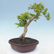 Pokojová bonsai - Duranta erecta Aurea - 4/7