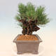 Venkovní bonsai - Pinus thunbergii corticosa - borovice korková - 4/4