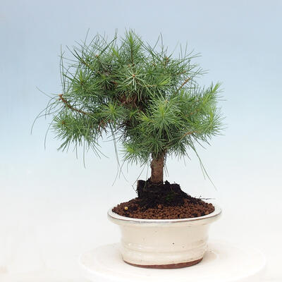 Pokojová bonsai-Pinus halepensis-Borovice alepská - 4