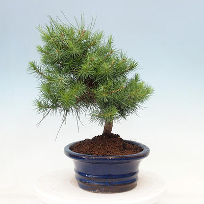 Pokojová bonsai-Pinus halepensis-Borovice alepská - 4