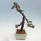 Venkovní bonsai - Cedrus Libani Brevifolia - Cedr zelený - 4/5